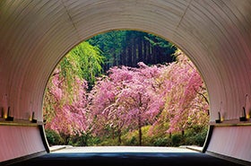 明石・名谷 発
MIHOMUSEUM桜のトンネルと叶匠壽庵 山寿亭にてご昼食1